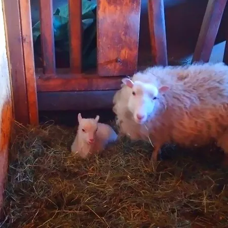 Egger * Innervillgraten