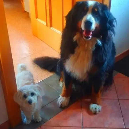 Egger 英维格拉顿