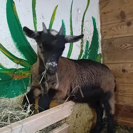 Egger 英维格拉顿