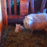 Egger * אינרבילגרטן