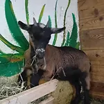 Egger אינרבילגרטן