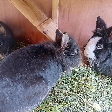 Tatil Evi Egger Innervillgraten