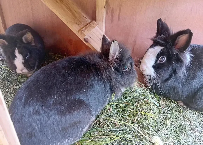 Tatil Evi Egger Innervillgraten